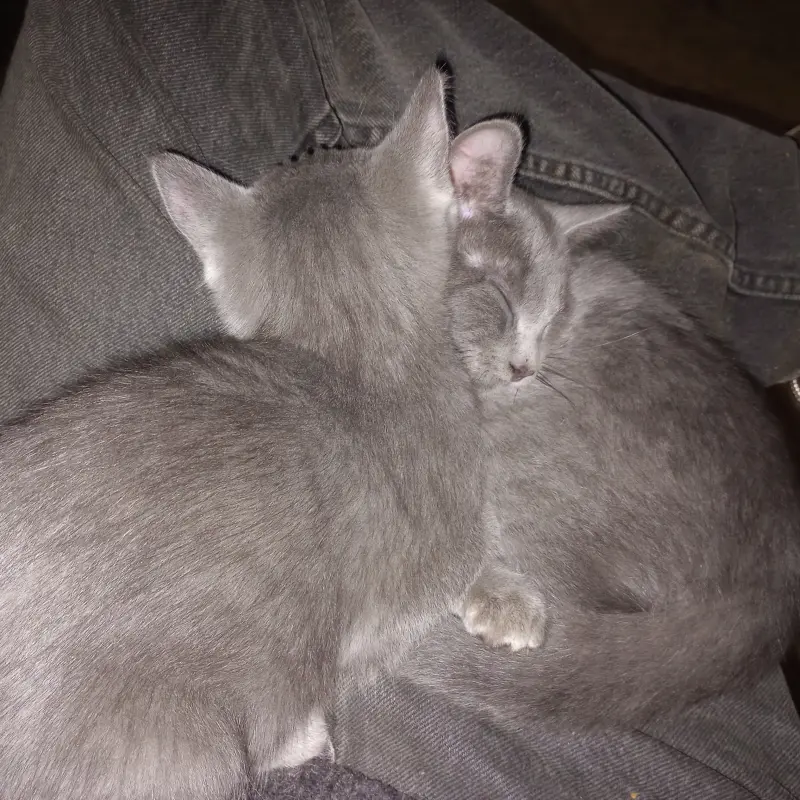 imagen Mini y Cobata