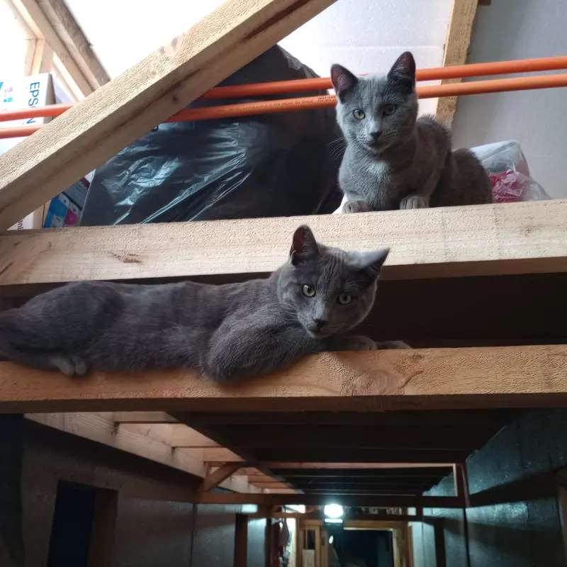 imagen Pomo y Cobata