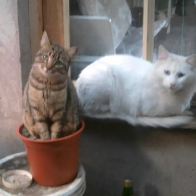 imagen Watón y Yomy