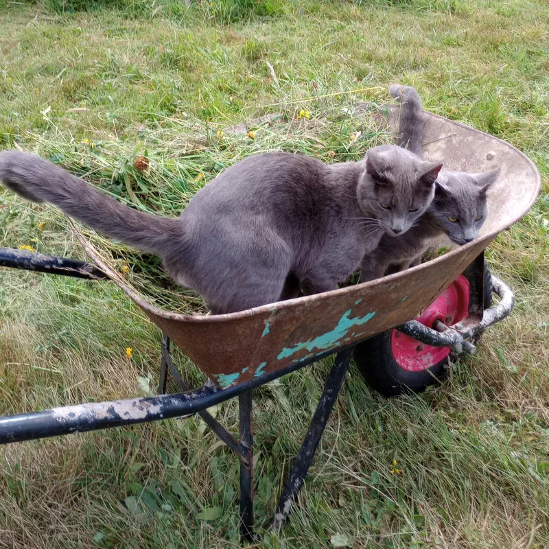 imagen Pomo y Cobata