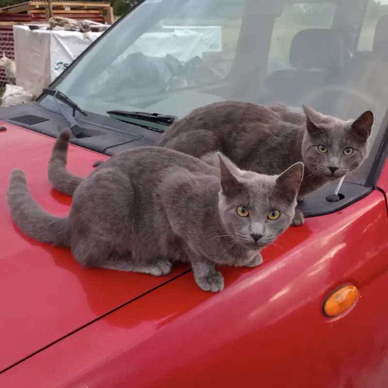 imagen Cobata y Pomo