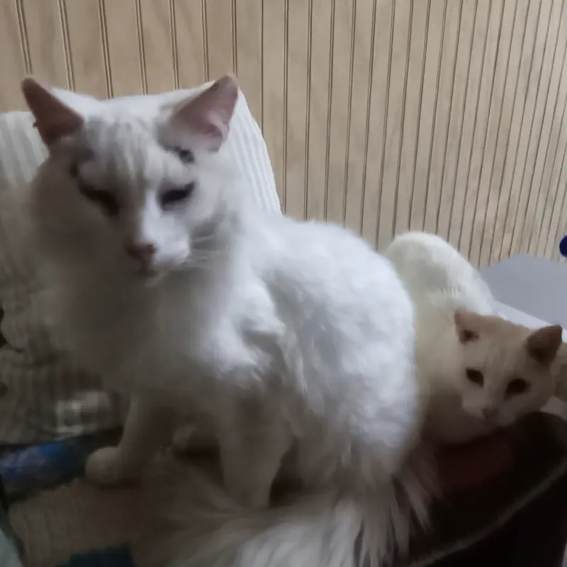 imagen Watón y Loca