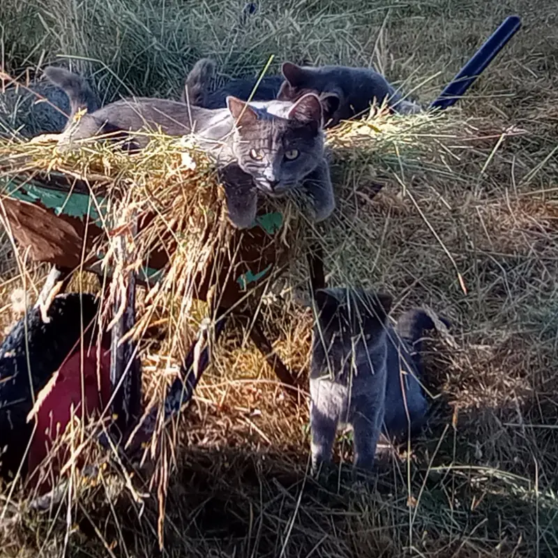 imagen Pomo, Cobata y Mini